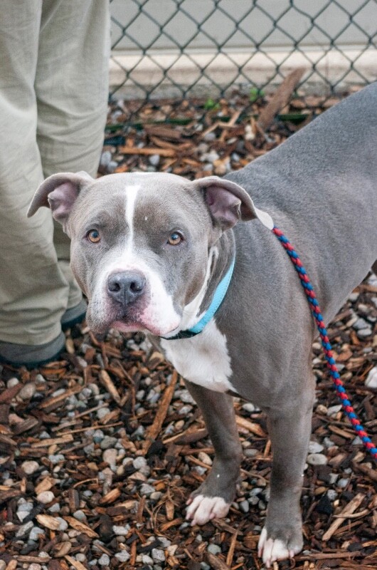 View California the Dog Photo #6