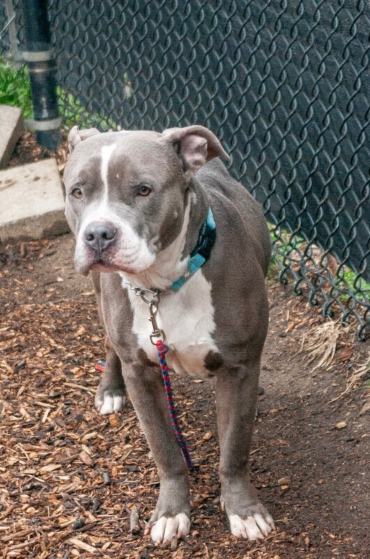 View California the Dog Photo #11