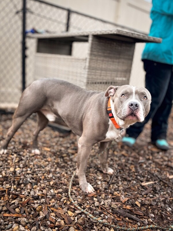 View California the Dog Photo #10