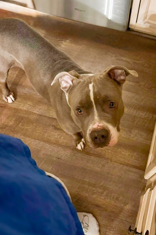 View California the Dog Photo #3