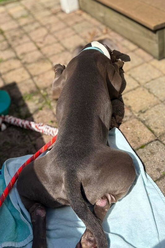 View California the Dog Photo #4