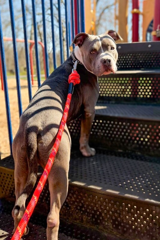 View California the Dog Photo #2