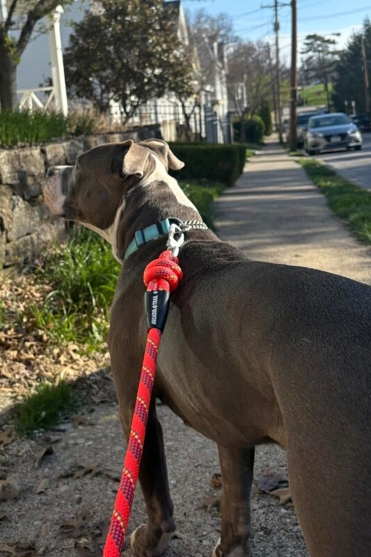 View California the Dog Photo #5