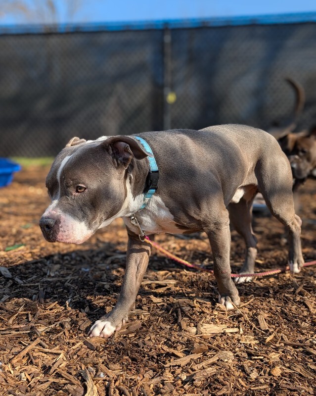 View California the Dog Photo #8