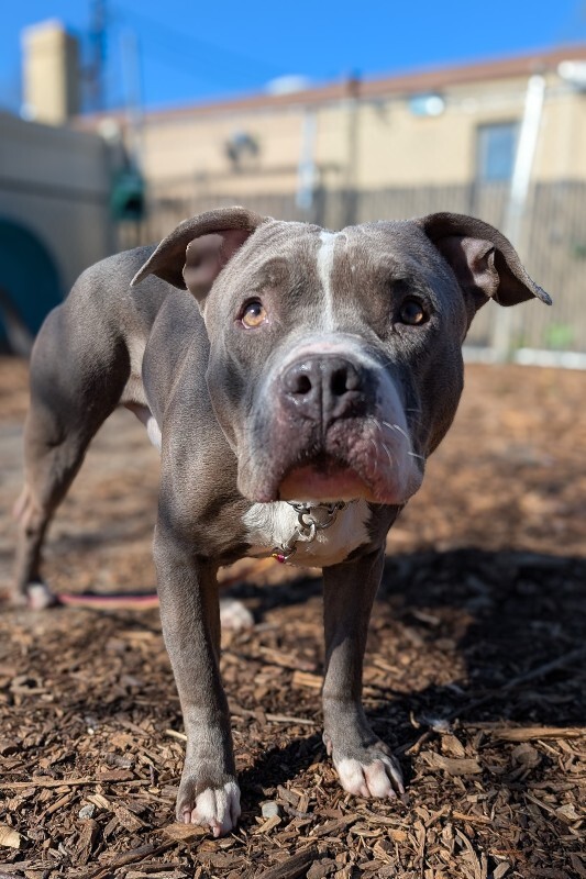 View California the Dog Photo #12