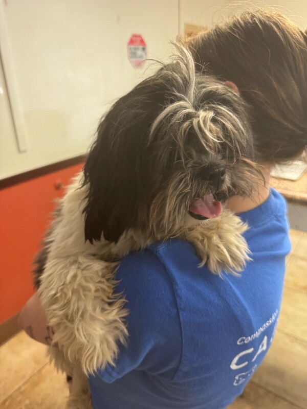 Help Rehome This Dog Teddy