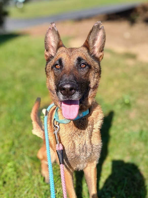 Learn More About Big Man Miles Big Man Miles - Dog