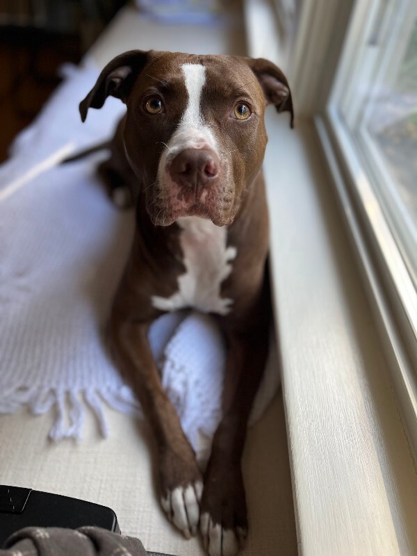 View Tropic the Dog Photo #16