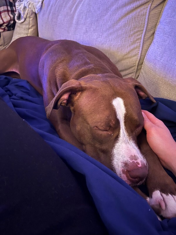 View Tropic the Dog Photo #17