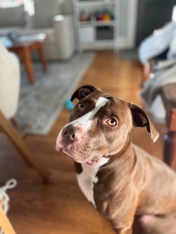 View Tropic the Dog Photo #15