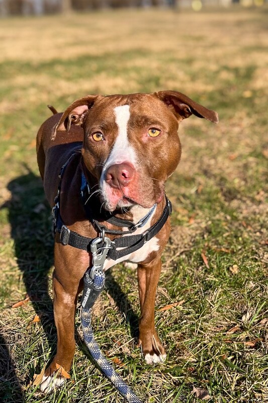 View Tropic the Dog Photo #2