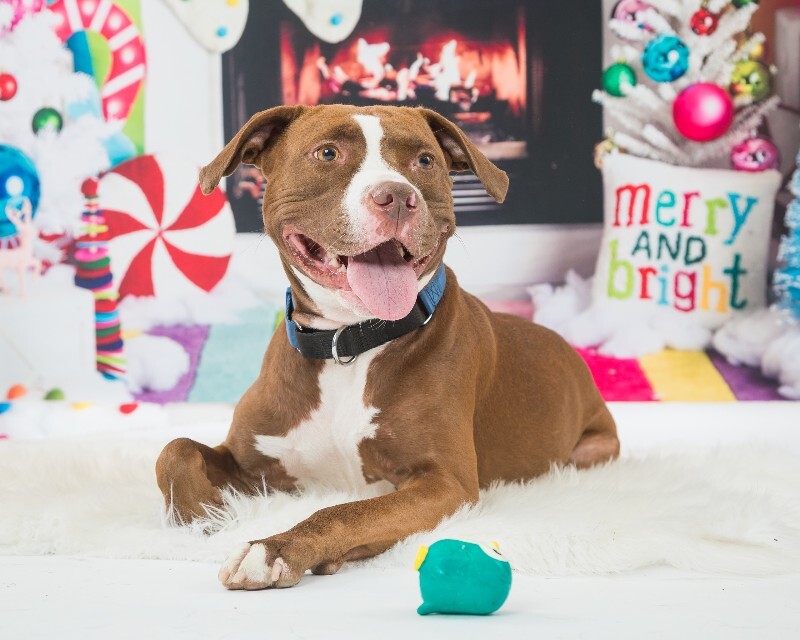 View Tropic the Dog Photo #4