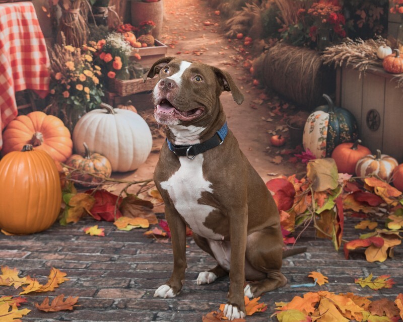 View Tropic the Dog Photo #11