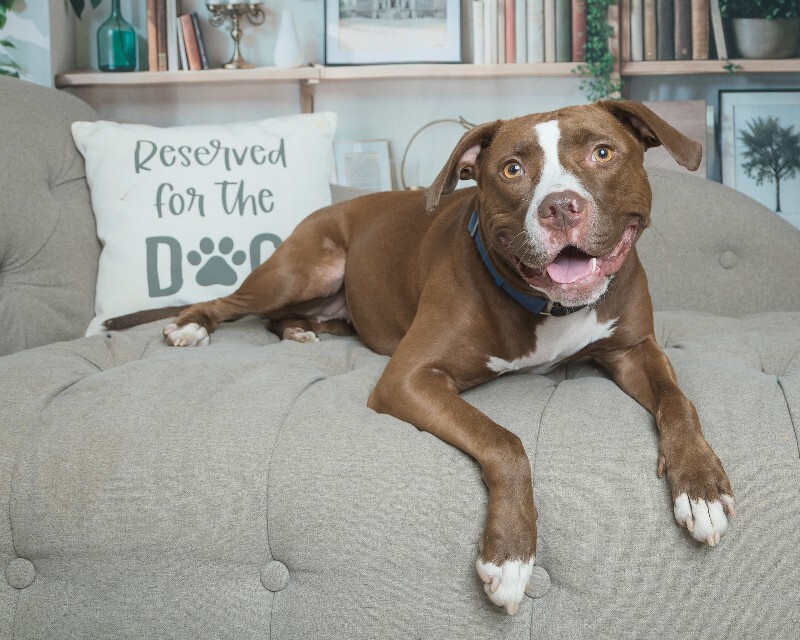 View Tropic the Dog Photo #9