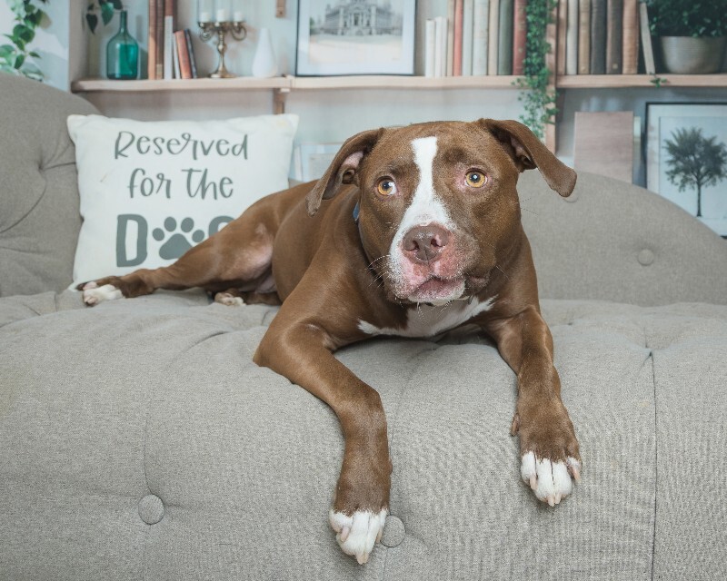 View Tropic the Dog Photo #14