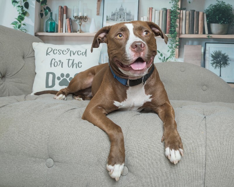 View Tropic the Dog Photo #13