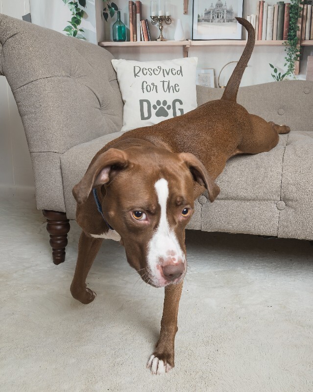 View Tropic the Dog Photo #12