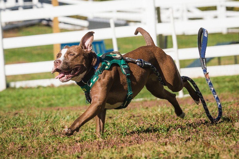 View Tropic the Dog Photo #5