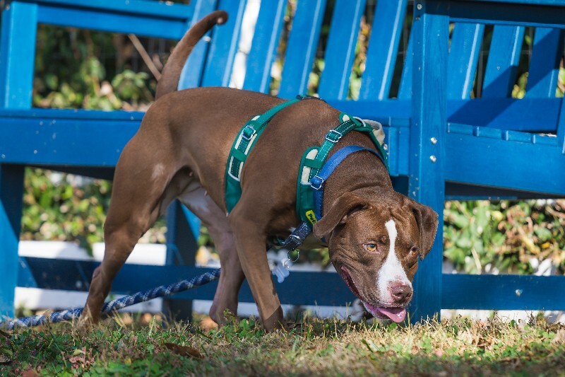 View Tropic the Dog Photo #7