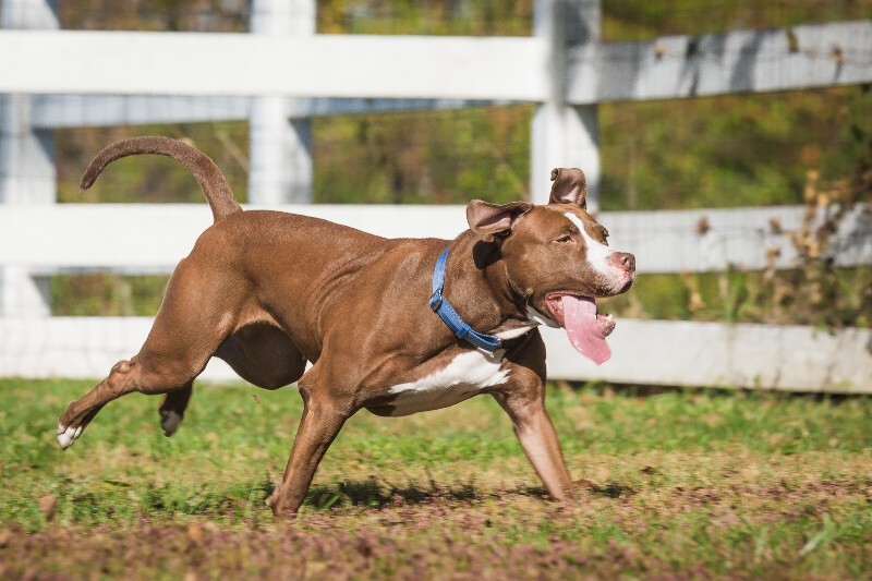 View Tropic the Dog Photo #8