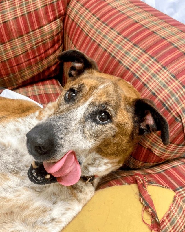 View Samira the Dog Photo #17