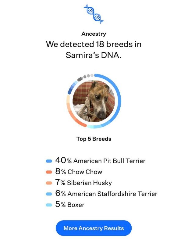 View Samira the Dog Photo #2