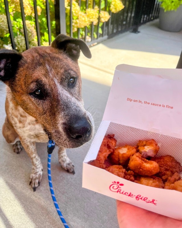 View Samira the Dog Photo #10