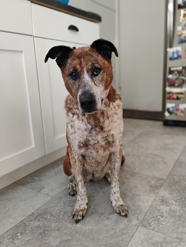 View Samira the Dog Photo #4