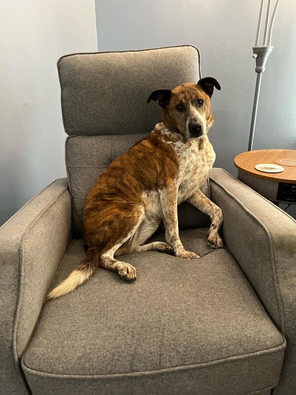 View Samira the Dog Photo #14