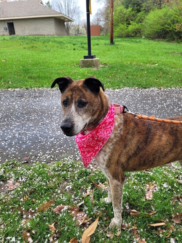 View Samira the Dog Photo #18