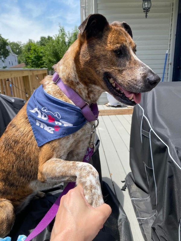 View Samira the Dog Photo #16