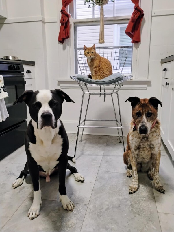 View Samira the Dog Photo #3