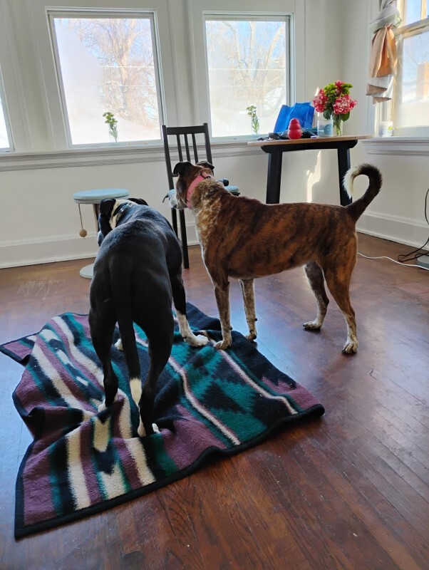 View Samira the Dog Photo #13