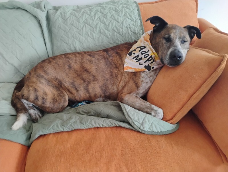 View Samira the Dog Photo #15