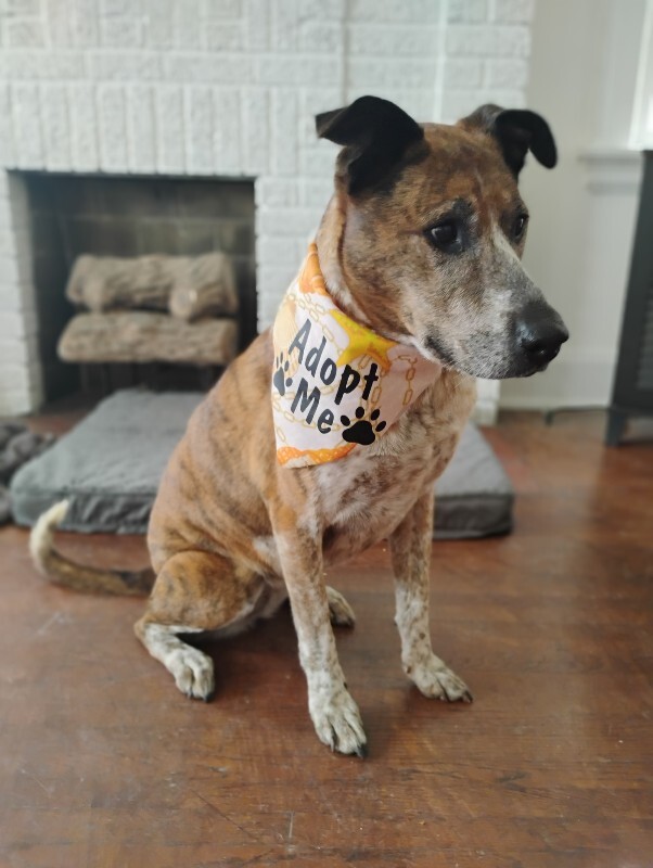 View Samira the Dog Photo #12