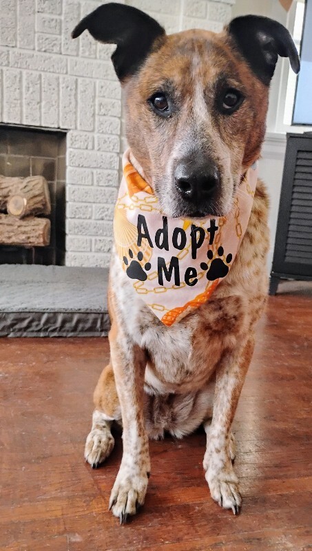 View Samira the Dog Photo #11