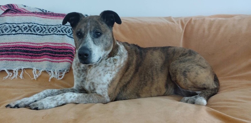 View Samira the Dog Photo #7