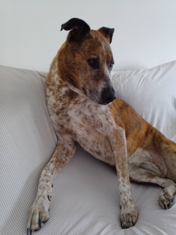 View Samira the Dog Photo #6