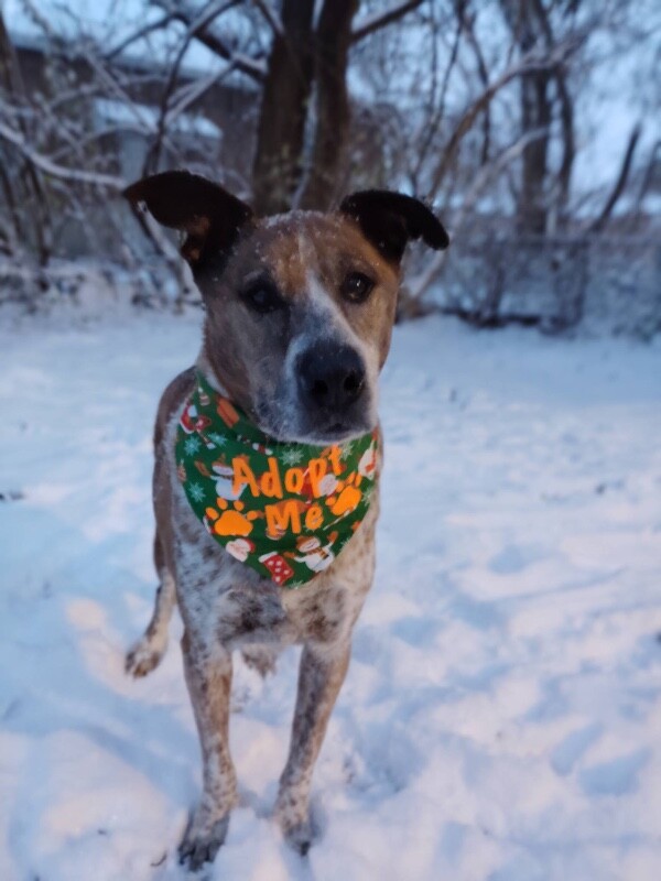 View Samira the Dog Photo #5