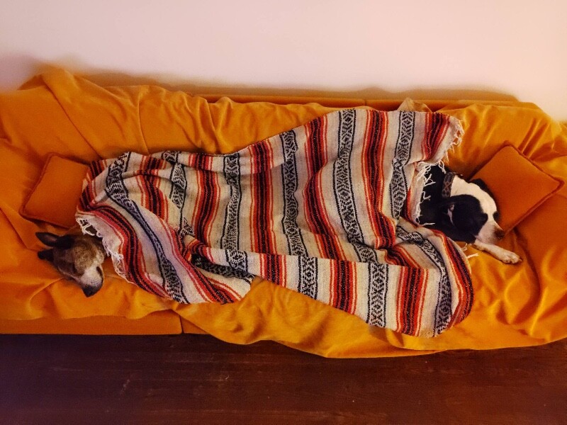 View Samira the Dog Photo #8