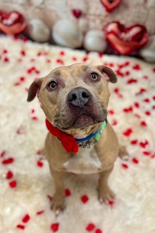 View Dr. Robby the Dog Photo #4