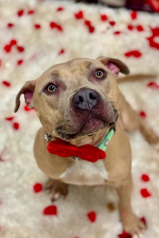 View Dr. Robby the Dog Photo #2