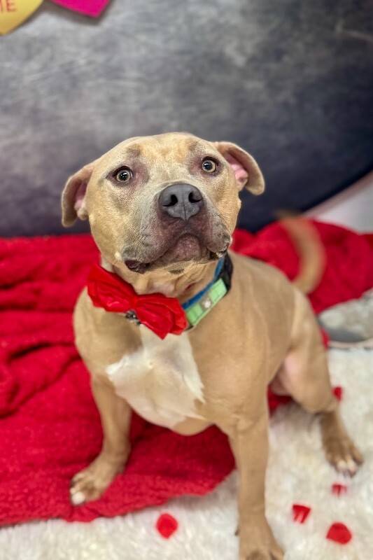 View Dr. Robby the Dog Photo #3