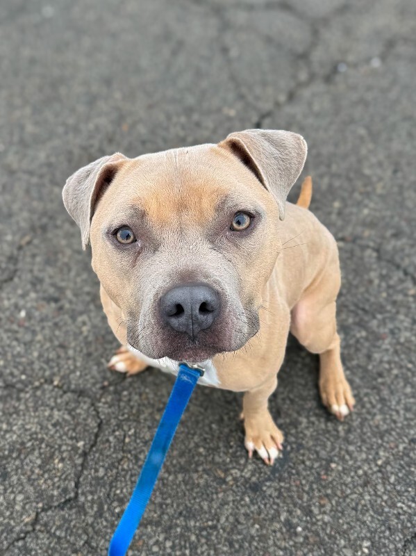 View Dr. Robby the Dog Photo #5