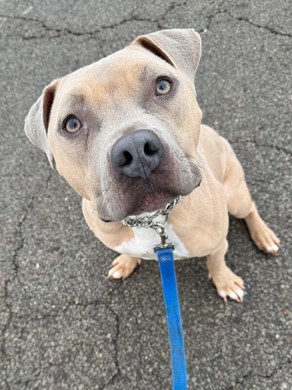 View Dr. Robby the Dog Photo #7