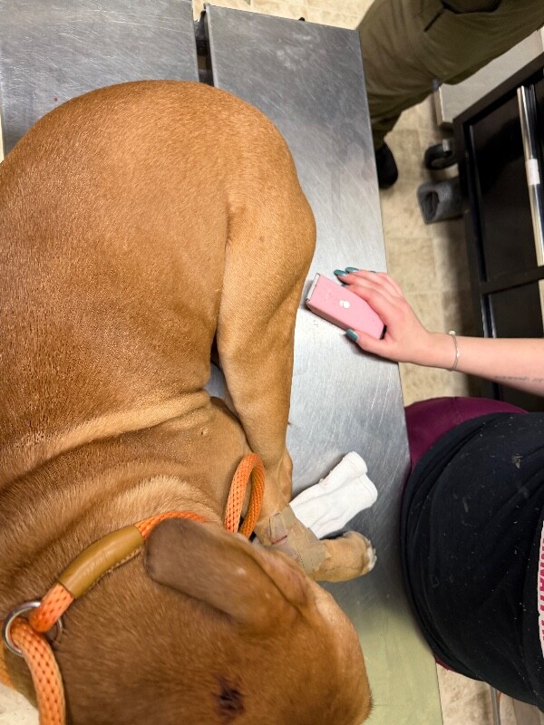 View Yellow the Dog Photo #2