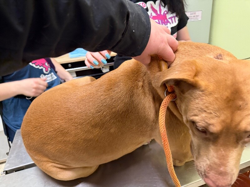 View Yellow the Dog Photo #3