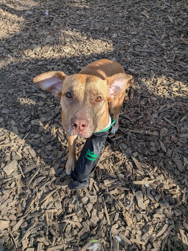 View Mellow Yellow the Dog Photo #2