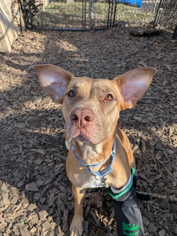 Learn More About Yellow