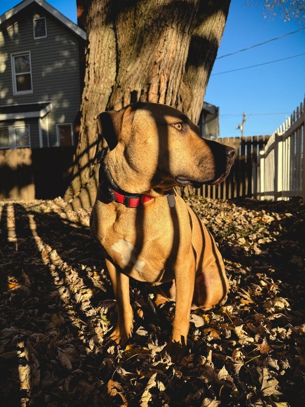 View Todd the Dog Photo #17